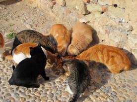 Pasta lunch - Alcazaba cats Pasta lunch - Alcazaba cats