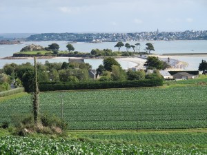 Brittany - St Pol de Leon - cabbages & campsite
