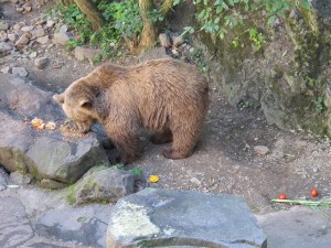 Bear pit at the castle