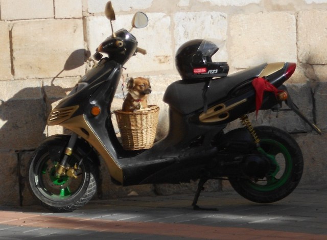 Beware ! Guard dog in Catral Guard dog Catral