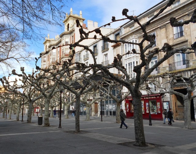 Burgos - Plane trees trained to join up Burgos5