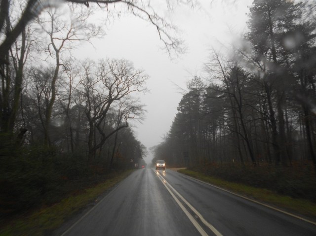 English spring day - New Forest Uxbridge1