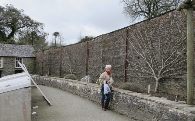The Walled Garden - Plum trees espaliered