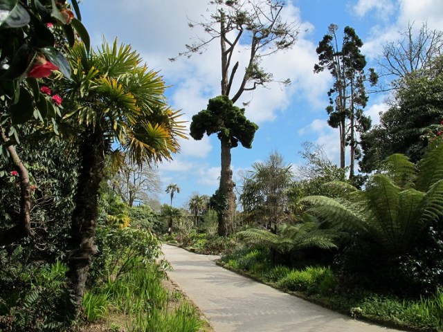 Witches Broom (growth on tall tree) and NZ Garden in the background