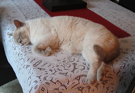 Puttenham - Sidney in typical pose Puttenham2